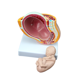 Model panggul wanita dengan 9-bulan janin PVC manekin latihan untuk sains medis perkembangan kehamilan Model embrio janin rahim - Product Image 4