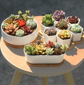 Vente en gros, promotion : Pots de fleurs géométriques blancs en céramique pour plantes succulentes, avec soucoupes en bambou, pour la maison et le <span class=keywords><strong>jardin</strong></span>, livraison directe, fixation murale - Product Image 4