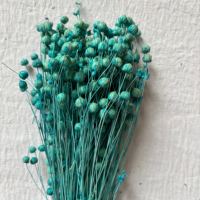 Fleur séchée d'acacia véritable, longue durée, colorée, à branche complète, pour remplissage de boîte cadeau