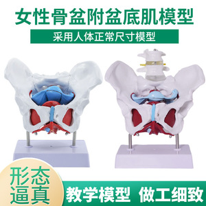 Modelo de pelvis femenina con modelo de músculos del suelo pélvico; anatomía uterina y perineal; estructuras neurovasculares; obstetricia y - Product Image 4