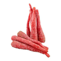 Zanahoria Estándar de Exportación, 99% de Pureza, 85% de Germinación, con Forma Uniforme, Color Brillante, Crecimiento Fuerte, Excelente Cosecha