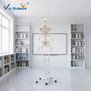 Modelo de <span class=keywords><strong>Esqueleto</strong></span> Humano de PVC para Ciencias Médicas, Modelo de Anatomía Femenina para Medicina - Product Image 1