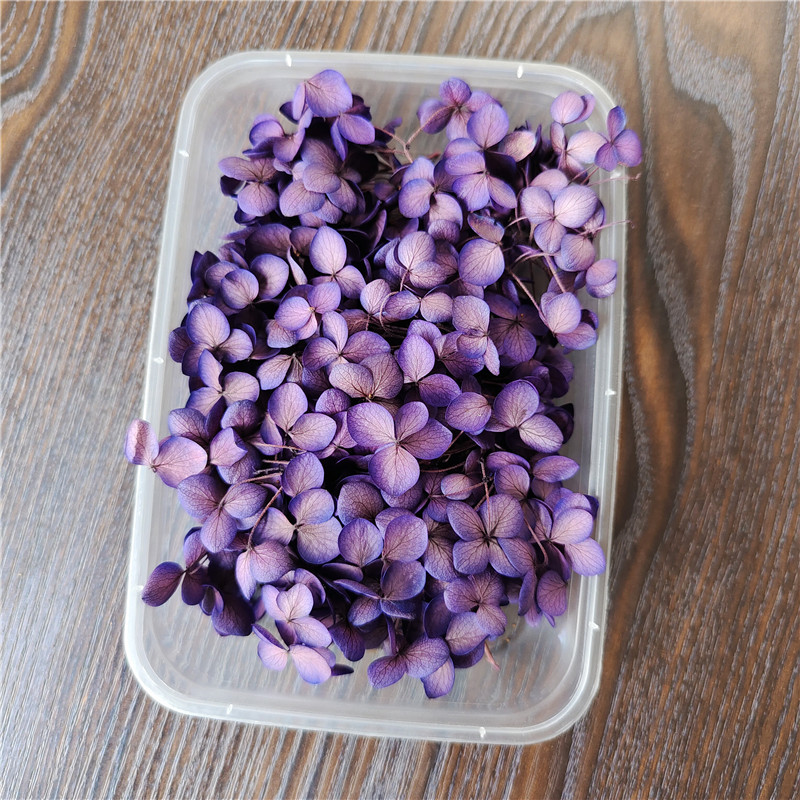 Absorbing dark purple-5g anna lobular hydrangea box