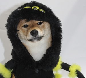 2024 nouveaux vêtements de noël pour <span class=keywords><strong>chien</strong></span> animal de compagnie <span class=keywords><strong>araignée</strong></span> Transformation Costume Cosplay <span class=keywords><strong>chien</strong></span> Halloween drôle <span class=keywords><strong>chien</strong></span> vêtements Costumes - Product Image 6