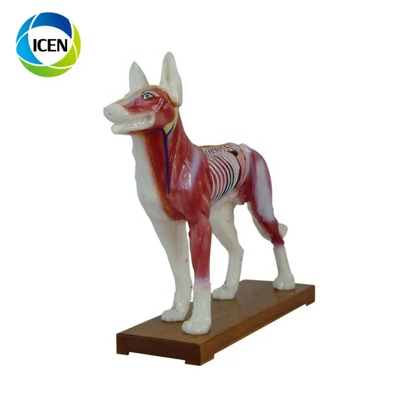 IN-502 Dog Cat Horse Cow Animal skeleton Anatomy Model Animal Acupuncture Model