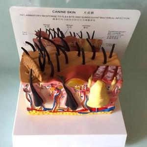 แบบจำลองกายวิภาคผิวหนังสุนัข แบบปกติและแบบผิวหนังเป็นโรค สำหรับ<span class=keywords><strong>การ</strong></span>สอนโรคผิวหนังสัตว์ - Product Image 4