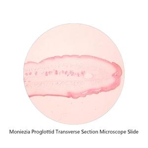 Lames de <span class=keywords><strong>microscope</strong></span> de section transversale de Proglottis ovine, ressources pédagogiques histologiques en zoologie pour l'observation au <span class=keywords><strong>microscope</strong></span> - Product Image 1