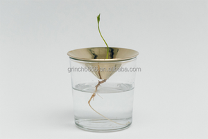 Aguacate <span class=keywords><strong>de</strong></span> bellota <span class=keywords><strong>de</strong></span> cono Sprouters florero aguacate Bellota semillas <span class=keywords><strong>de</strong></span> propagación florero - Product Image 3