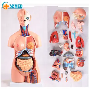 शरीर रचना विज्ञान मानव शरीर की 85cm23 घटकों संरचनात्मक मॉडल मानव ट्रंक