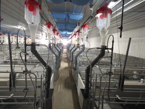 Sistema de alimentación para jaulas de parideras con comedero para cerdas y comedero para lechones - Product Image 1