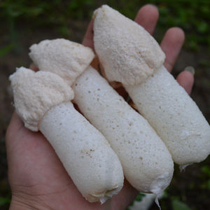 Champignons de bambou séchés naturels en gros, champignons comestibles, champignons de bambou pour ragoût, ingrédients pour fondue - Product Image 4