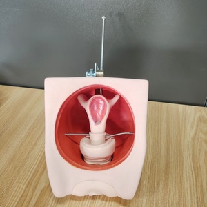 Modelo de simulador de anticoncepción femenina avanzado DARHMMY para Educación de Planificación Familiar de Ciencias Médicas - Product Image 2