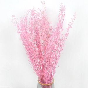 Préservé petit pétale lunaria mort nature fleurs séchées - Product Image 1