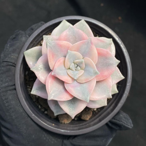 Succulentes Purple Delight Variegées de petite taille (9-10 cm) écologiques pour la décoration de la maison, des hôtels ou comme cadeau - Vente en gros - Product Image 1