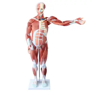 80cm 27 parçaları tıbbi anatomi İskeleti anatomik İnsan kaslı modeli