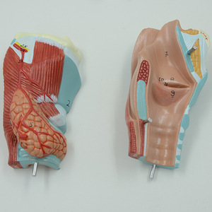 Matériel pédagogique médical en gros : Modèles du système respiratoire, des voies respiratoires, des poumons et du cœur ; Modèles du larynx humain, du système cardio-pulmonaire, etc. - Product Image 4