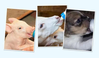 Tonneau d'alimentation à mollets pour bébé, simple face, 8 mamelons, tétine, mangeoire à lait pour bébé, réservoir d'alimentation à lait pour agneau et chèvre
