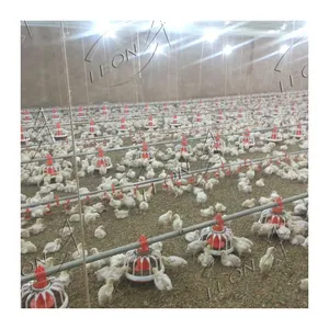 Attrezzatura automatica del pollame del pollaio dell'allevamento di polli degli emirati arabi uniti di alta qualità da vendere