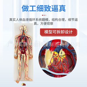 Modelo del sistema circulatorio humano, circulación pulmonar, intervención cardiovascular, anatomía cardíaca, arterias, venas, nervios - Product Image 2