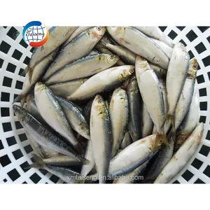 冷冻沙丁鱼批发价8-10个/公斤10千克中国出口沙丁鱼价格