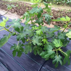 Malla Antihierbas para Jardín de 2m x 100m, Resistente a los Rayos UV, Antideslizante/Antiestática, Retención de Agua, Personalizable - Product Image 4