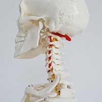 Modèle de squelette humain grandeur nature de 170 cm avec support et nerfs, fourniture directe d'usine, modèle anatomique pour l'enseignement de la biologie