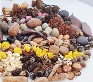 Graines de plantes naturelles, coquilles de fruits et de noix, matériaux artisanaux faits à <span class=keywords><strong>la</strong></span> main, cônes de pin, pistaches, fleurs séchées, <span class=keywords><strong>haricots</strong></span> pour pendentifs de Noël - Product Image 1