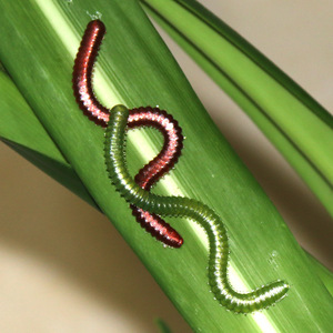 Señuelo de pesca de agua dulce tipo Sandworm de 9cm, verde y rojo, para lubina. - Product Image 2