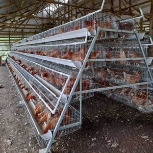 Jaulas para Gallinas Ponedoras <span class=keywords><strong>Tipo</strong></span> A, Jaulas para Aves de Corral, Jaulas Automáticas para Gallinas y Conejos - Product Image 2