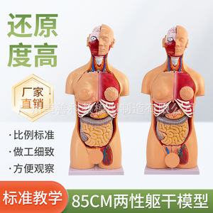 Torse bisexuel de 85 cm, structure d'organes humains détachable en 23 pièces, anatomie tissulaire, structure des organes internes, structure de distribution des organes - Product Image 4