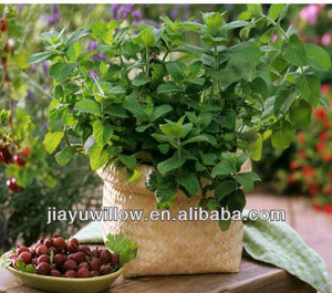 <span class=keywords><strong>Cesta</strong></span> <span class=keywords><strong>de</strong></span> plantas africanas con cestas Decoración <span class=keywords><strong>de</strong></span> flores Protección Venta al por mayor <span class=keywords><strong>Árbol</strong></span> al aire libre Colgando <span class=keywords><strong>Cesta</strong></span> <span class=keywords><strong>de</strong></span> plantas africanas - Product Image 6