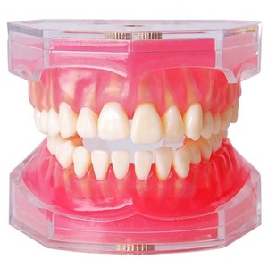 Modèle d'extraction dentaire Heidefee M7008, modèle anatomique dentaire en silicone médical souple pour exposition scientifique médicale - Product Image 1