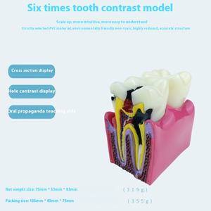 Equipo de Enseñanza Dental Manual <span class=keywords><strong>FURIEN</strong></span> SMILE, Modelo de Contraste de 6 Pliegues para Detección de Caries, Clase II, Certificado CCC, Uso Comercial y Doméstico - Product Image 5