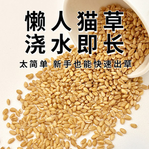 เมล็ดหญ้าแมว ปลูกง่าย สำหรับแมว ช่วยลดก้อนขน แหล่งผลิตเจ้อเจียง 20 กรัม - Product Image 1