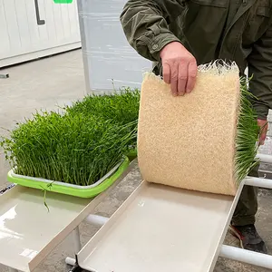 Système hydroponique de gouttière d'orge fourragère pour fourrage de plantes microgreen 500kg/jour Agriculture