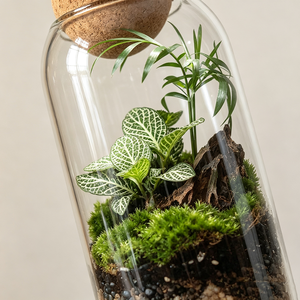 <span class=keywords><strong>Vase</strong></span> carré transparent en verre pour plantes succulentes d'intérieur, décoration de la maison, pots et jardinières pour le <span class=keywords><strong>jardin</strong></span> - Product Image 5
