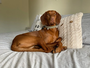 स्टाइलिश आधुनिक डिजाइन के साथ कुत्ते बिल्ली कॉलर - Product Image 6