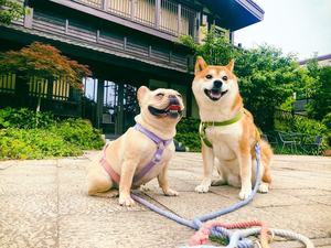 Gebreide, multicolor regenboog hondenharnas en riemset van katoen, gepersonaliseerd, anti-trek, met breakaway-functie voor honden en katten - Product Image 6