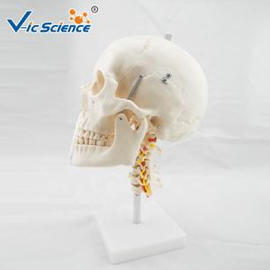 Cráneo modelo de cerebro humano blanco puro con columna cervical <span class=keywords><strong>tamaño</strong></span> <span class=keywords><strong>real</strong></span> <span class=keywords><strong>esqueleto</strong></span> humano cerebro espinas cervicales <span class=keywords><strong>para</strong></span> ciencia médica - Product Image 4
