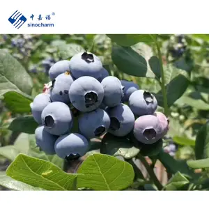 Sinocharm BRC A Dia 1.5cm Whole Frozen Blueberry Wholesale Price 10kg Bulk IQF Fresh Fruits Frozen Berries