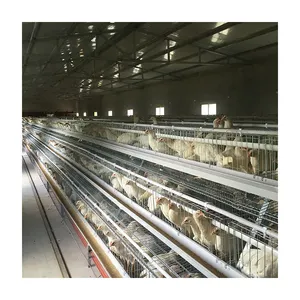 Pemasok pertanian unggas menjual kandang ayam lapis buatan Tiongkok tipe A kandang ayam galvanis
