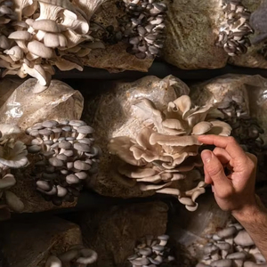 Nấm Farming thiết bị thông minh nấm phát triển container hệ thống - Product Image 1