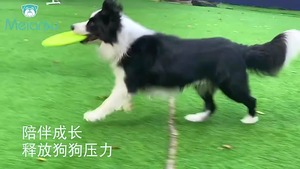 Joypet Chiens Flying Disc Training Interactive Puppy Flyer Léger Soucoupe Flottant Disques Jouets d'entraînement pour le sport en plein air - Product Image 2