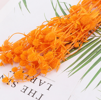 Coffret Cadeau de Fleurs Éternelles pour Amateurs de Fleurs : Petite Boîte de Conservation de Céleri Épineux avec Fleurs pour la Décoration Intérieure et les Occasions de Remise de Diplôme