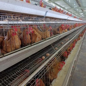 Jaula <span class=keywords><strong>de</strong></span> batería <span class=keywords><strong>de</strong></span> pollo <span class=keywords><strong>de</strong></span> capa tipo A <span class=keywords><strong>de</strong></span> nueva condición para gallinas ponedoras <span class=keywords><strong>de</strong></span> huevos equipo <span class=keywords><strong>de</strong></span> granja avícola <span class=keywords><strong>de</strong></span> acero para Nigeria Kenia <span class=keywords><strong>Guinea</strong></span> - Product Image 5