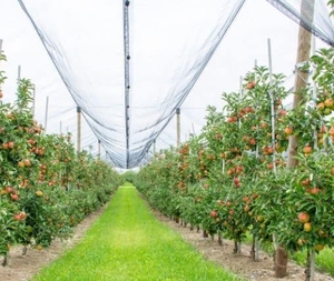 ตาข่ายป้องกันลูกเห็บคุณภาพสูงแบบโมโนจำหน่ายโดยตรงจากโรงงาน - Product Image 1