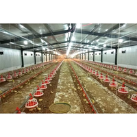 Nave Avícola y Granja Prefabricada de Estructura de Acero para Cría de Aves, Tamaño y Color Personalizables