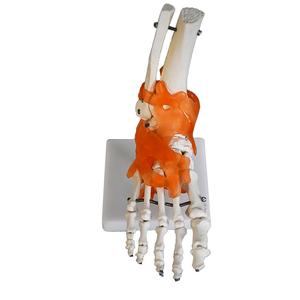 Modelo de <span class=keywords><strong>Esqueleto</strong></span> <span class=keywords><strong>para</strong></span> Enseñanza, Modelo de Huesos de PVC, Modelo Anatómico <span class=keywords><strong>Humano</strong></span> con Ligamentos, Modelo de Articulación del Pie - Product Image 2