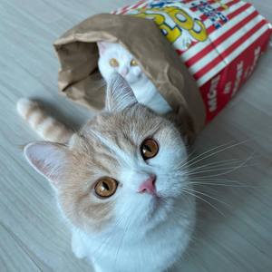 Pet Kraft Paper Bags Interactive Hide And Seek Toys Stress Relief <b>Puzzle</b> Toys For Cats And Dogs Popcorn Paper Bags - Product Image 4