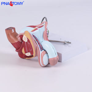 Modelo de Sistema Genital y Urinario Masculino de Tamaño Real, 4 Partes Desmontables, Herramienta de Enseñanza Anatómica, Material de PVC, Regalo Médico - Product Image 5